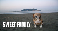 鎌倉の可愛い家族・ペットと暮らす